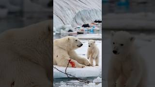 A heartfelt tale of a bear cub seeking a sailors help to save its gravely injured motherpolarbear [upl. by Alemap]