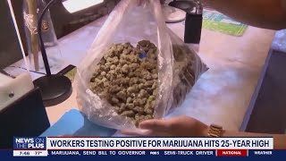 Workers testing positive for weed hits 25year high [upl. by Lessig547]