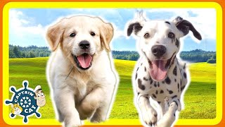 Dog Song for Kids  I Want a Puppy [upl. by Egedan84]