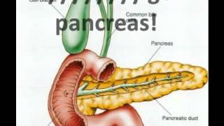 endocrine system song [upl. by Shere]