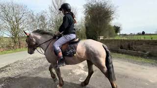 Stonehall Lady  Gemini Sports Horses [upl. by Kcoj]