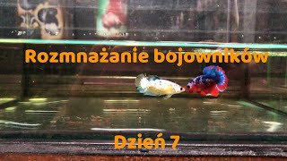 Rozmnażanie bojowników 7 [upl. by Spillihp]