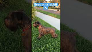 Standard Schnauzer Rabbit Chase and Offleash Recall shorts [upl. by Anastase285]