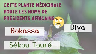 SÉKOU TOURÉ une plante médicinale aux vertus beauté ignorée en Afrique [upl. by Pare]