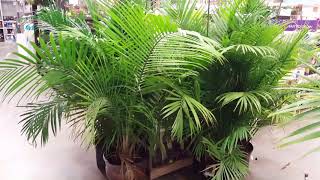 5 Tips for Indoor Palm Care  Donna Joshi [upl. by Mehala]