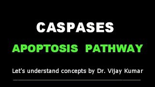 Caspase Activation  Caspases Apoptosis  Apoptosis Mechanism  Apoptosis Pathway  Human Pathology [upl. by Denzil493]