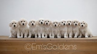 A day in the life with 10 Golden retriever puppies puppy culture [upl. by Eillib]