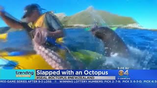 Trending Kayaker Slapped With An Octopus By A Seal [upl. by Rora]