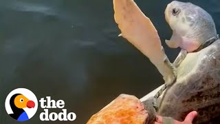 Family Works Together To Rescue Suffocating Turtle  The Dodo [upl. by Yroj]