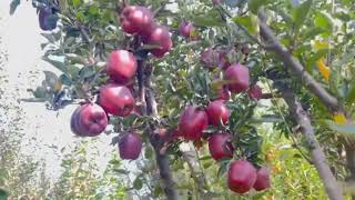 Jeromine apple variety  on seedling  Result of top grafting  must watch [upl. by Granlund]