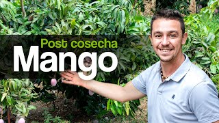 Fertilizante para cultivo de mango post cosecha  AGRI nova Science [upl. by Affrica]