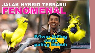 SILANGAN BURUNG HYBRID JALAK BALI DAN JALAK HONGKONG TERBARU  JADINYA BURUNG CERDAS NAN CANTIK [upl. by Hoffman]