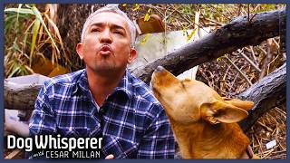 2 Hours Of Dog Whisperer With Cesar Millan Full Episodes Season 9  Compilation [upl. by Apicella224]