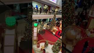 Christmas trees 🎄 canada christmas merrychristmas santa fypyoutube [upl. by Laurita]