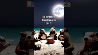 Full Beaver Moon Miami DrumCircle Nov 15 2024 [upl. by Nashom]