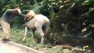 Borracho quiere subir a Caballo Vídeo Gracioso [upl. by Kimmi]