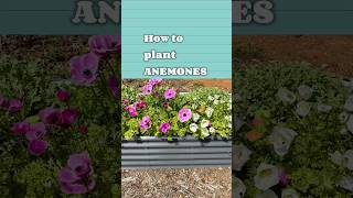 How to plant anemones ￼ [upl. by Beora570]