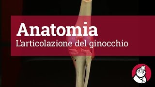 Anatomia Larticolazione del ginocchio [upl. by Dinnie]