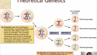 101  Meiosis [upl. by Assyn673]