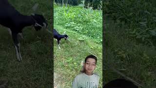 Goat ki khichai reels trending vlog comedy [upl. by Sualohcin]