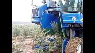 Arbequina olive Harvest [upl. by Sikras]