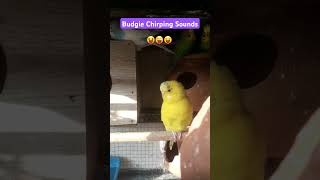 🍋Budgie Chirping Sound 🐤 budgie shortsfeed shortvideo youtubeshorts chirpingbirds parrotsound [upl. by Yrtnej]