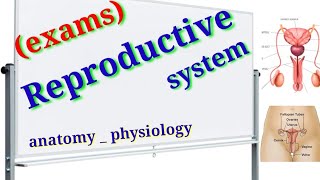 ✅MCQ 50 questions on reproductive system [upl. by Senn899]