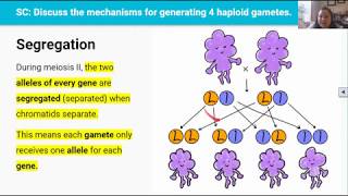 Meiosis  Part 2 Video 5 in 25 Series [upl. by Gromme]