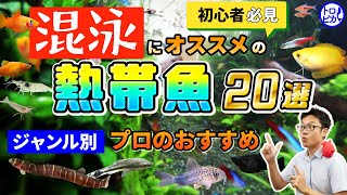 【初心者向け】混泳にオススメの熱帯魚20選！ジャンル別にオススメを紹介します！ [upl. by Miarzim]