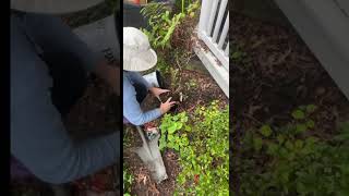 How to plant a shrub  an excerpt from GardenDC episode 210 Fall Garden Prep fallisforplanting [upl. by Keare]