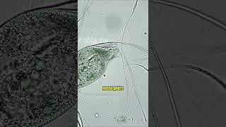 Paramecium é brutalmente consumido após ataque de um Dileptus microorganismos microbiologia [upl. by Estey]