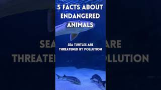 🦏 5 Important Facts About Endangered Animals You Didnt Know shorts [upl. by Johnston]