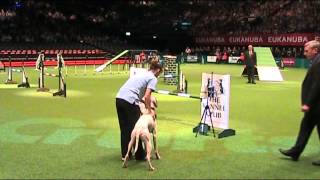 Gavin English Pointer Crufts 2014 [upl. by Rowan]