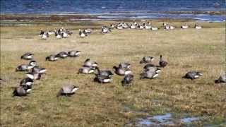 The big bird migration at Ottenby Öland Sweden [upl. by Nina444]