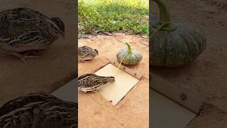 Amazing Unique Bird Trap  Quail Trap shorts [upl. by Siddon]