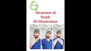 Tooth Structure 3D AnimationToothDental Anatomy illustration yt shorts dentist dentaleducation [upl. by Ajnos]