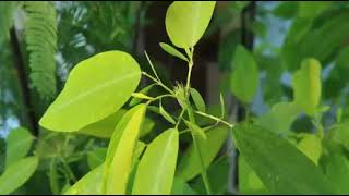 Autonomic variation movement in Desmodium gyrans Indian Telegram Plant leaves [upl. by Amisoc509]