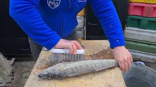 OstseeZander Entschuppen amp Ausnehmen mit Fischsommelier André Domke [upl. by Robet918]