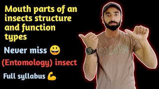 Mouth parts of an insects structure and function entomology  insectmouthparts [upl. by Anam]