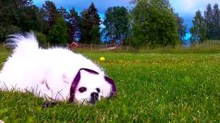 “Scent” Rolling  Dog smells a spotdead worm in the grass and then rolls over it to mask own smell [upl. by Staci]