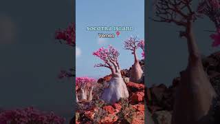 🤫 Experience the Magic of Socotra Island Yemen shorts [upl. by Tenney428]