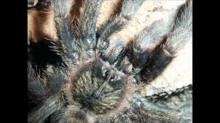 Tarantula Picture Collection Video 4 [upl. by Eenahc487]