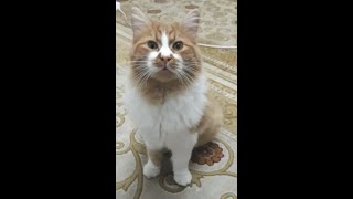 Cymric cat breed  my cat Fetch game [upl. by Wincer733]