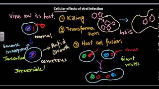 Cellular effect of viral infection [upl. by Capriola]