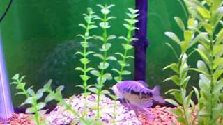 Senegal bichir eating shrimp [upl. by Ajdan]