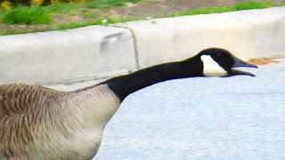 Canada Geese Fighting Honking Loud Sounds [upl. by Tamanaha]