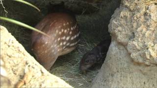 Baby Paca at the Safari Park [upl. by Lehte22]