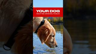 Your dogs water might be poison dogs dogdrinkwater shots [upl. by Nereen]