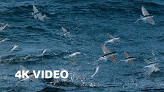 Flying Fish Picked Off From Above And Below  4K UHD  The Hunt  BBC Earth [upl. by Rani]