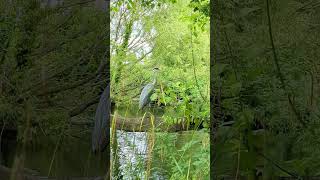 Chiswick park London asmr birds naturelovers garden nature outdoors [upl. by Sirdna960]